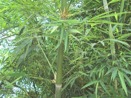 bambu5a.jpg