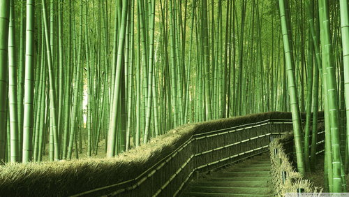 bamboo-forest-background_00450176.jpg