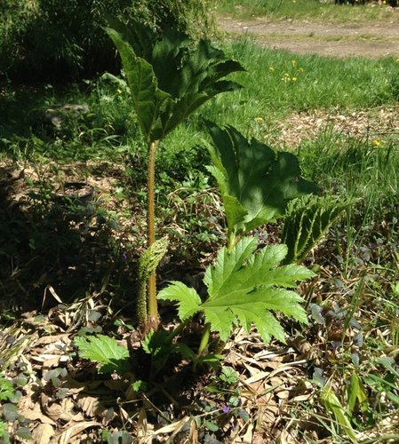 Gunnera manicata plant #2