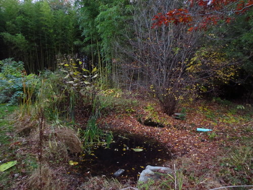 Pond is low, cattails turning yellow, except the new shoots the deer just ate