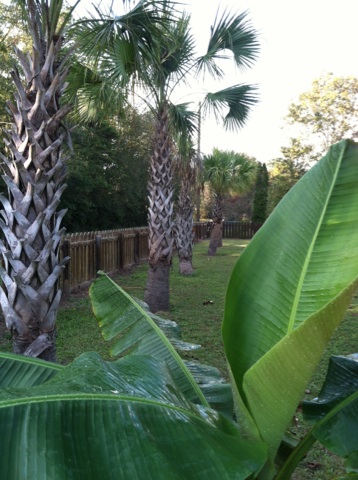 palmetto palms i got for free from my jobsite....front yard