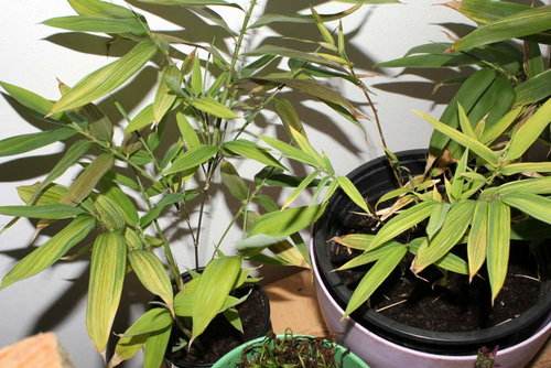 p-luteosulcata-seedlings.jpg