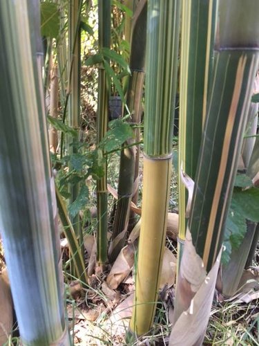 bambusa t. moralensis