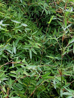 Yushania sp. yunnan 5.jpg