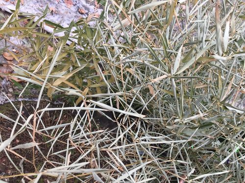 2018-atro-bamboo-winter-4_999_749.jpg