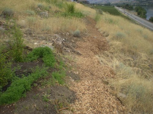 closer view of a great use for extra mulch, with the trail passing below the Nuda planting and actually crossing a small gully about seven feet beyond the Nuda