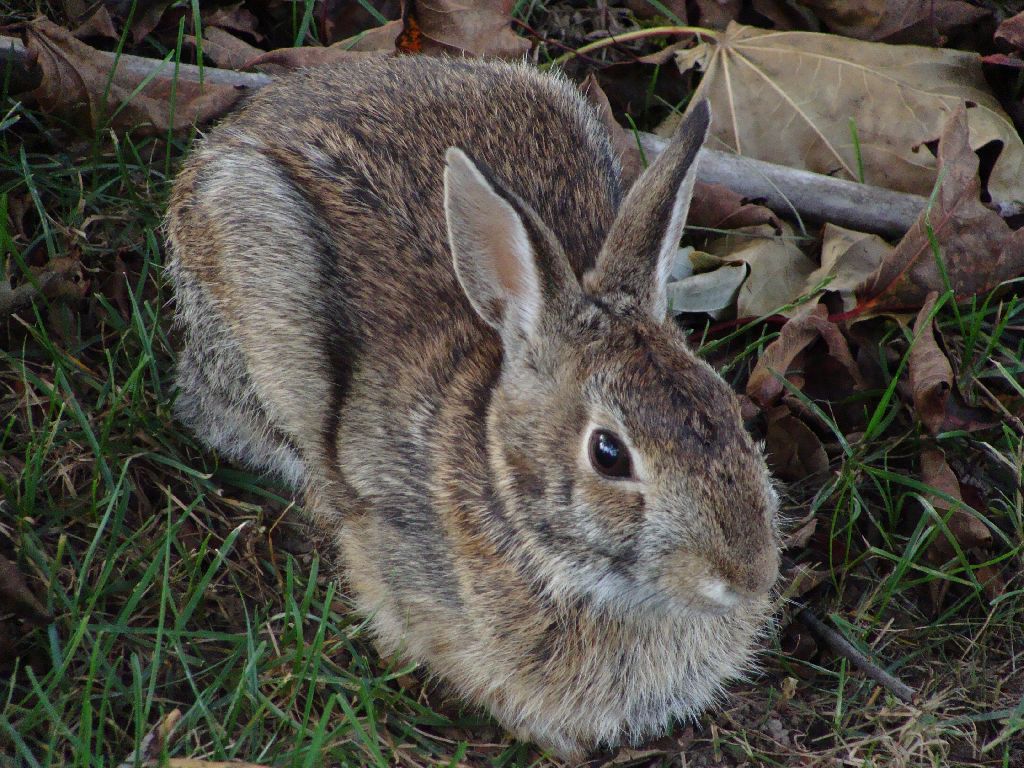 Rabbits? bambooweb.info