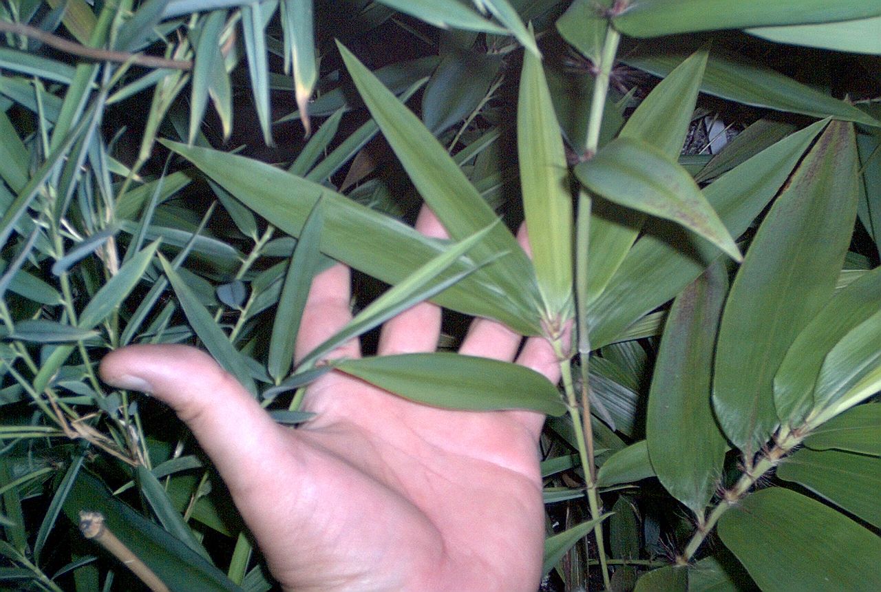 Seedlings with odd characteristics bambooweb.info
