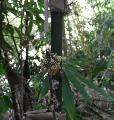 Dendrocalamus brandisii 
