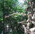 Dendrocalamus brandisii 