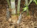 Dendrocalamus giganteus 