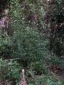 Fargesia adpressa 