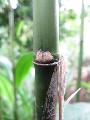 Fargesia adpressa 