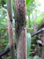 Fargesia adpressa 