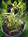 Fargesia dracocephala 'Rufa'