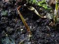 Fargesia dracocephala 'Rufa'
