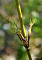 Fargesia dracocephala 'Rufa'