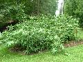 <i> Hibanobambusa tranquillans</i>