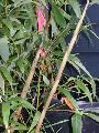 Phyllostachys acuta 