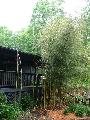 Phyllostachys aureosulcata 'Spectabilis'