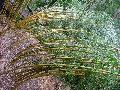 Phyllostachys aureosulcata 'Spectabilis'