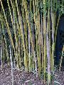 Phyllostachys aureosulcata 'Spectabilis'