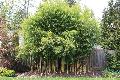 Phyllostachys aureosulcata 'Spectabilis'