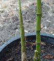 <i> Phyllostachys bambusoides</i> 'Marliac'