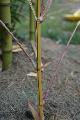 Phyllostachys bambusoides 'Richard Haubrich'