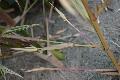Phyllostachys bambusoides 'Richard Haubrich'