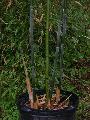Phyllostachys bissetii 