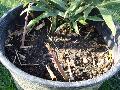 Phyllostachys bissetii 