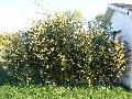 Phyllostachys bissetii 