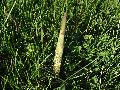 Phyllostachys bissetii 