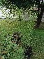 Phyllostachys bissetii 