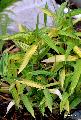 <i> Pleioblastus viridistriatus</i> 
