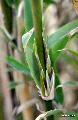 Thamnocalamus tessellatus 