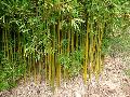 Bambusa textilis var. gracilis