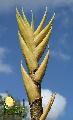Bambusa vulgaris 