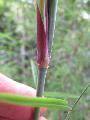 <i> Borinda frigidorum</i> 