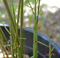 Brachystachyum densiflorum 