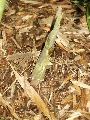 <i> Bambusa pervariabilis</i>
