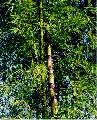 <i> Bambusa bambos</i> 