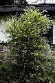 Bambusa glaucophylla 
