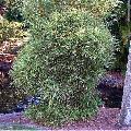Bambusa glaucophylla 