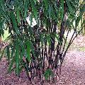 Gigantochloa luteostriata 