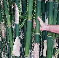Gigantochloa luteostriata 