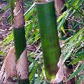 Bambusa maculata 