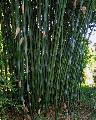 Bambusa textilis 