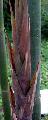Bambusa textilis 'Mutabilis'